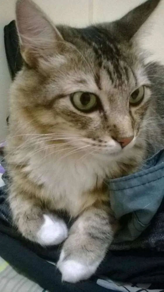 Gato ra a Sem raça  idade 6 ou mais anos nome Max