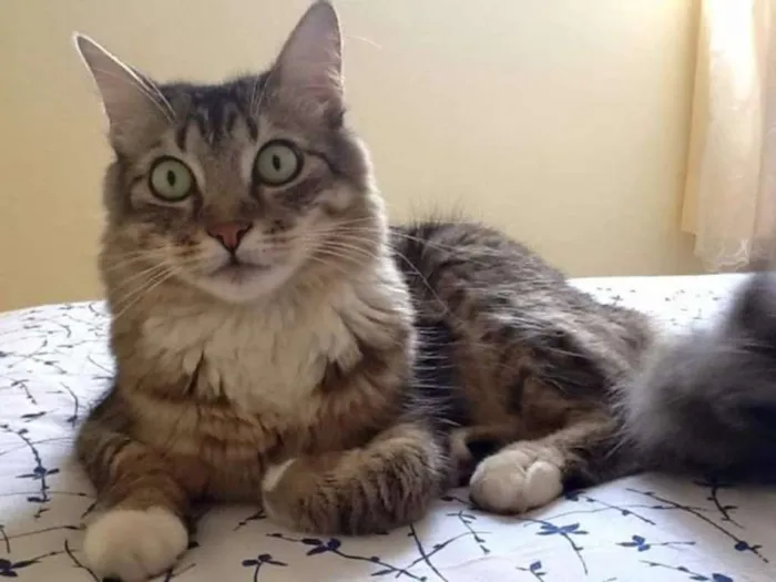 Gato ra a Sem raça  idade 6 ou mais anos nome Max