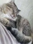 Max