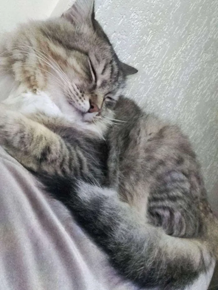 Gato ra a Sem raça  idade 6 ou mais anos nome Max