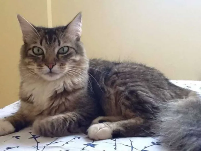 Gato ra a Sem raça  idade 6 ou mais anos nome Max