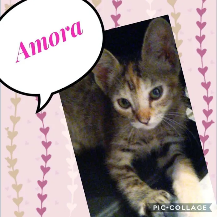 Gato ra a SRD  idade 2 a 6 meses nome Amora