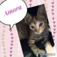 Amora