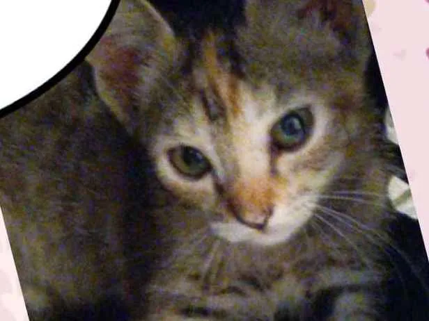 Gato ra a SRD  idade 2 a 6 meses nome Amora