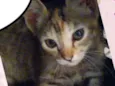 Amora