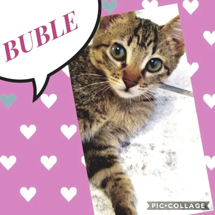Gato ra a SRD  idade 2 a 6 meses nome Buble