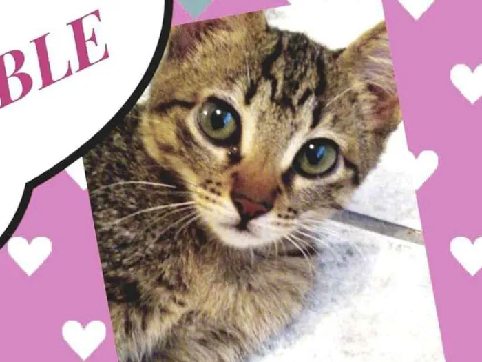 Gato ra a SRD  idade 2 a 6 meses nome Buble