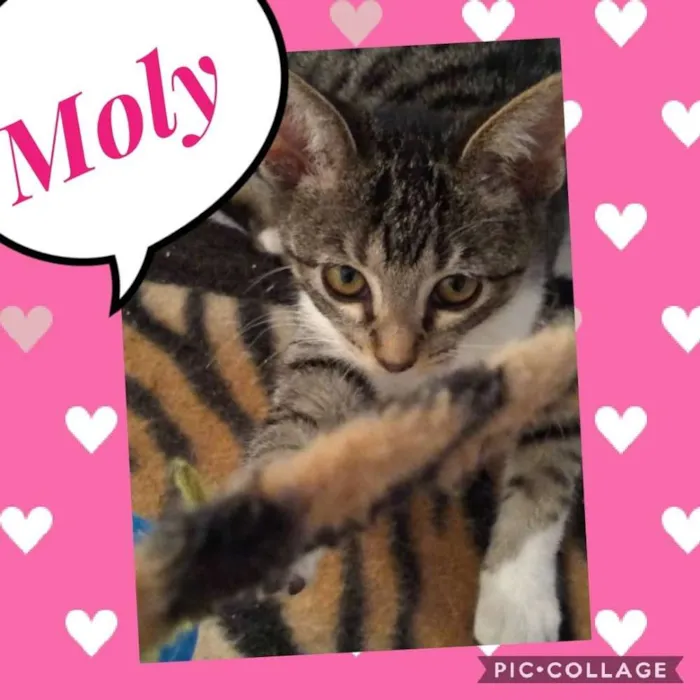 Gato ra a SRD  idade 2 a 6 meses nome Moly