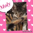 Moly