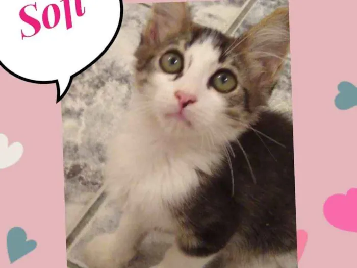 Gato ra a SRD  idade 2 a 6 meses nome Sofih