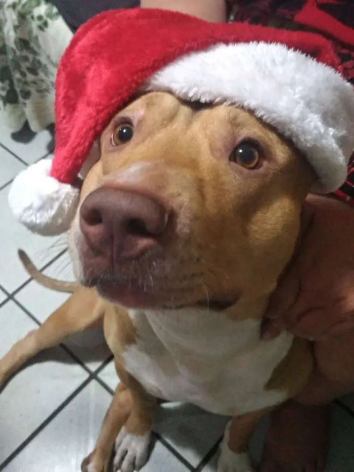 Cachorro ra a Pitbull  idade 2 a 6 meses nome Argos