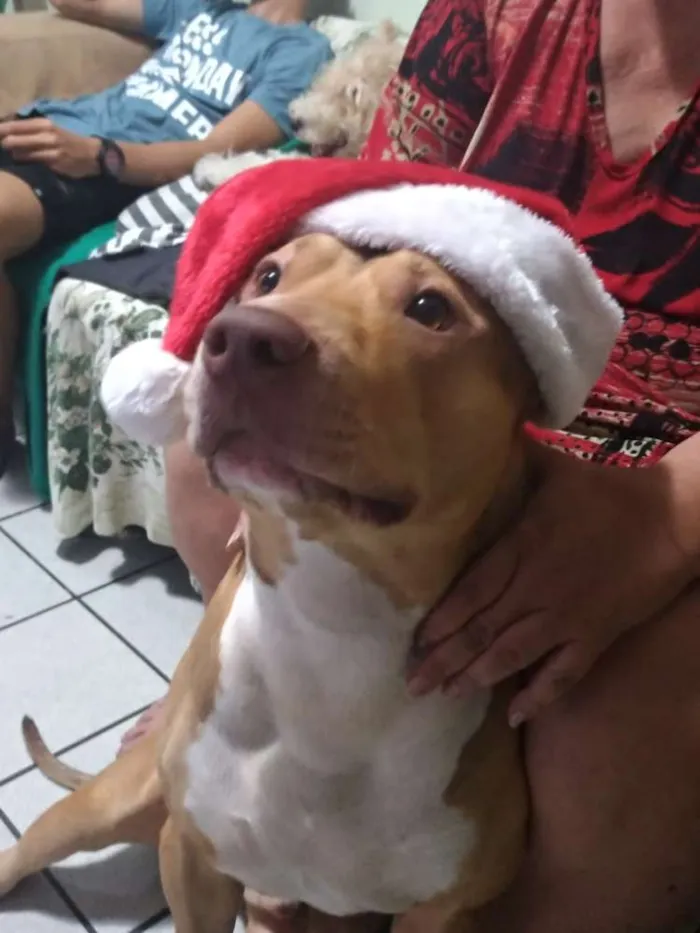 Cachorro ra a Pitbull  idade 2 a 6 meses nome Argos