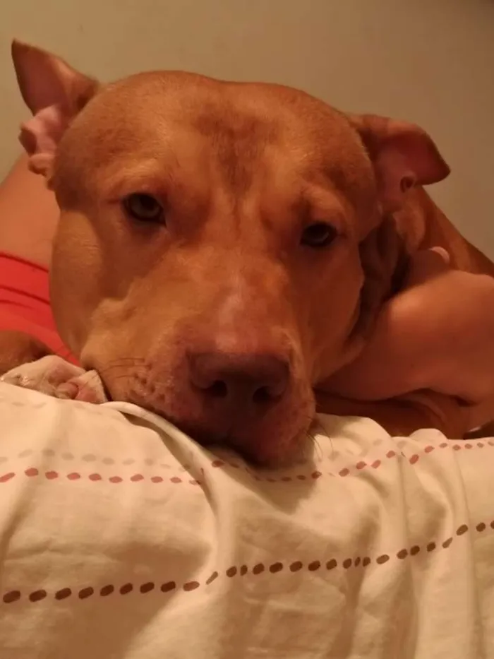 Cachorro ra a Pitbull  idade 2 a 6 meses nome Argos