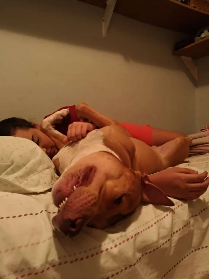 Cachorro ra a Pitbull  idade 2 a 6 meses nome Argos