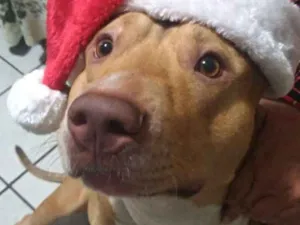 Cachorro raça Pitbull  idade 2 a 6 meses nome Argos