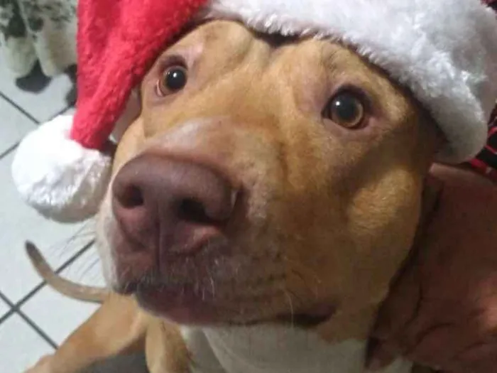 Cachorro ra a Pitbull  idade 2 a 6 meses nome Argos