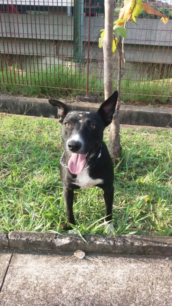 Cachorro ra a Não definida idade 1 ano nome Preta