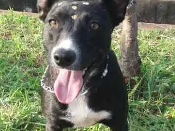 Cachorro ra a Não definida idade 1 ano nome Preta