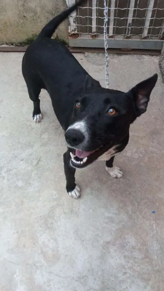 Cachorro ra a Não definida idade 1 ano nome Preta