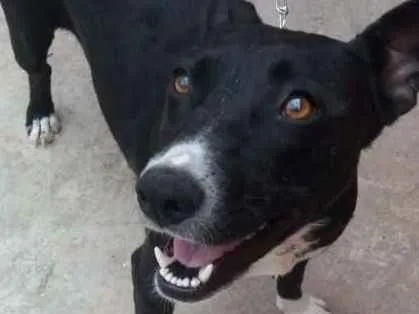 Cachorro ra a Não definida idade 1 ano nome Preta