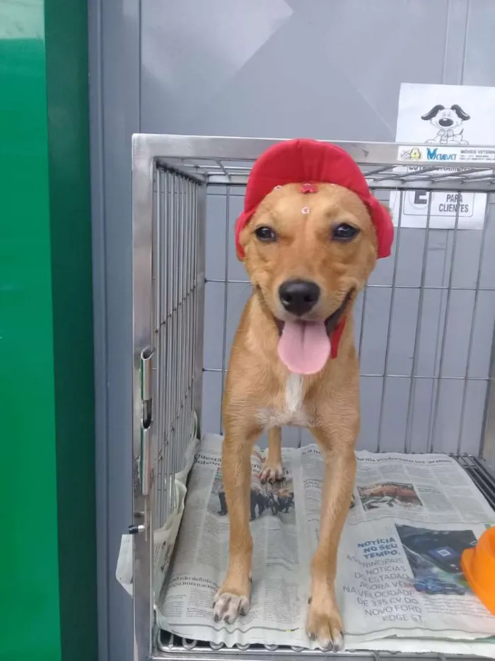 Cachorro ra a Não definida idade 7 a 11 meses nome Pipoca