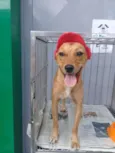 Pipoca
