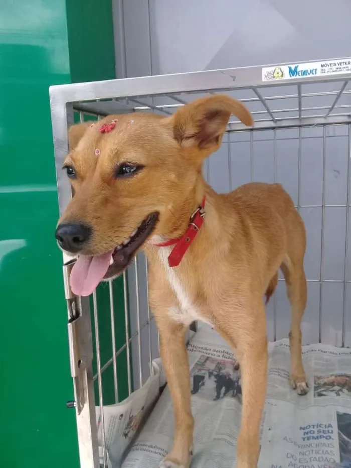 Cachorro ra a Não definida idade 7 a 11 meses nome Pipoca