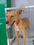 Pipoca