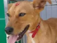 Pipoca