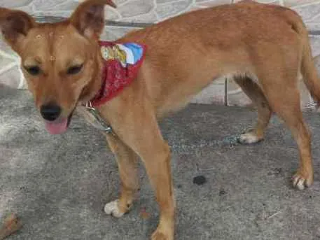 Cachorro ra a Não definida idade 7 a 11 meses nome Pipoca