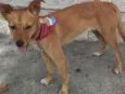 Pipoca