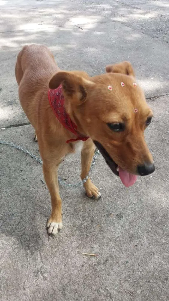 Cachorro ra a Não definida idade 7 a 11 meses nome Pipoca