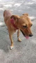 Pipoca