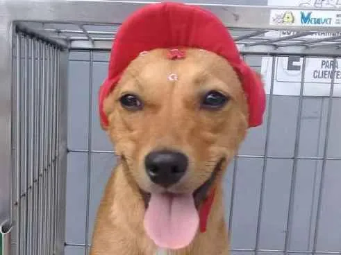 Cachorro ra a Não definida idade 7 a 11 meses nome Pipoca