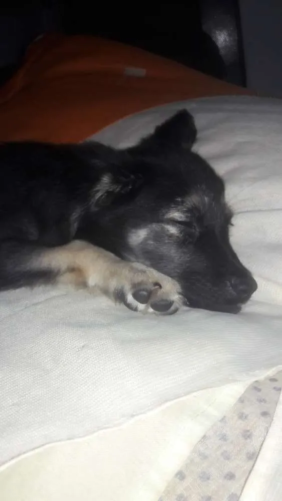 Cachorro ra a Vira lata idade 2 a 6 meses nome Cristal