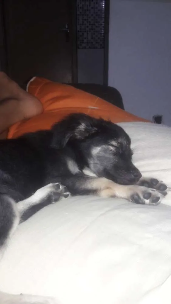 Cachorro ra a Vira lata idade 2 a 6 meses nome Cristal