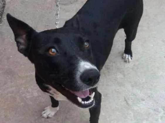 Cachorro ra a Não definida idade 1 ano nome Preta