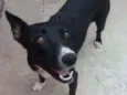 Preta