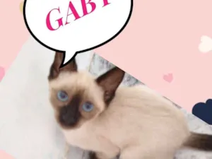 Gato raça Siames idade 2 a 6 meses nome Gaby