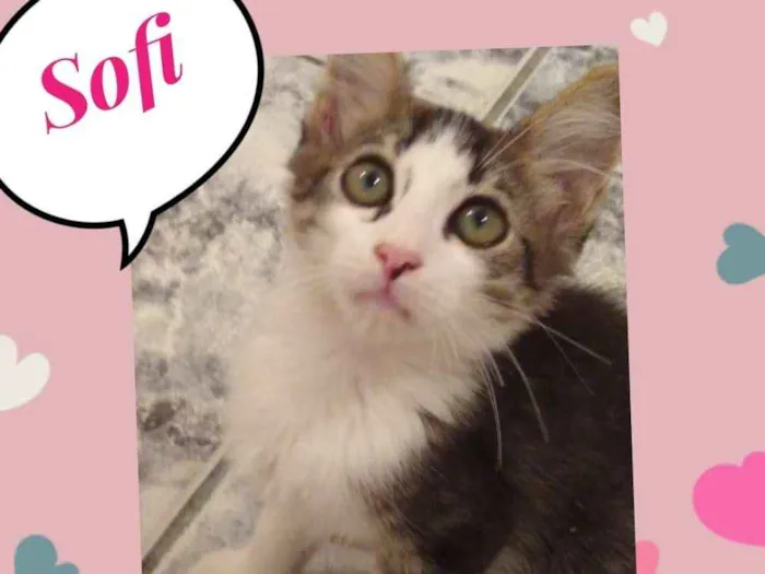 Gato ra a SRD  idade 2 a 6 meses nome Sofih