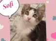 Sofih