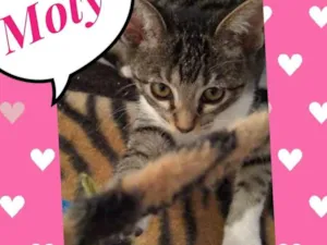 Gato raça SRD  idade 2 a 6 meses nome Moly