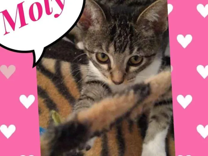 Gato ra a SRD  idade 2 a 6 meses nome Moly