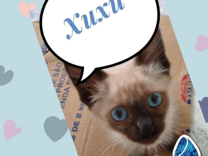 Gato ra a Siames pelo longo idade 2 a 6 meses nome Xuxu