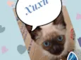 Xuxu