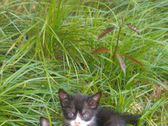 Gato ra a Viralata idade Abaixo de 2 meses nome Gato