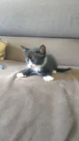 Gato
