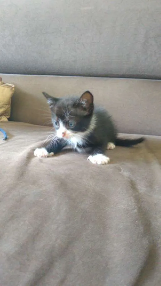 Gato ra a Viralata idade Abaixo de 2 meses nome Gato