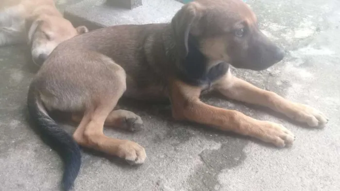 Cachorro ra a Vira lata com labrador idade 2 a 6 meses nome Lety