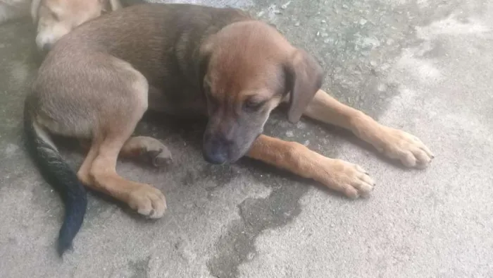 Cachorro ra a Vira lata com labrador idade 2 a 6 meses nome Lety